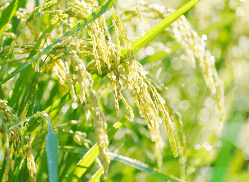 米穀集荷事業 安心安全の大渕産業のお米の写真